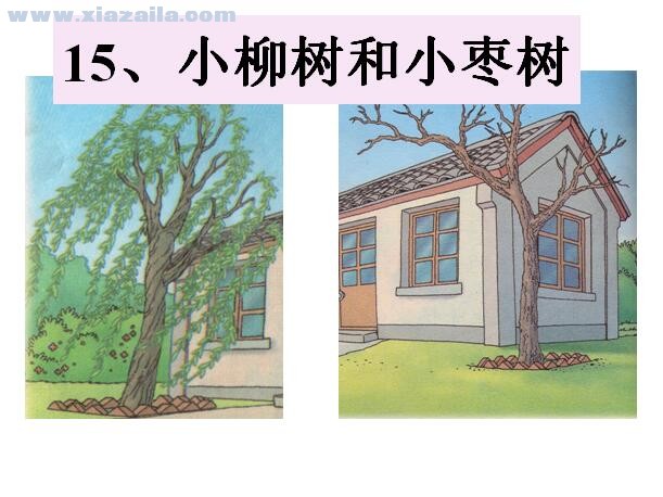 小柳树和小枣树ppt课件(5)